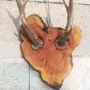 Planage d'une tranche de cade à la défonceuse