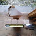 Frêne, accroissements et disposition