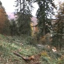 L'appel de la forêt