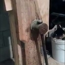 Restauration d'un vieil étau en bois