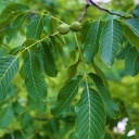 Feuilles et fruits du noyer.