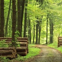 Des exploitations raisonnées de la forêt française