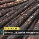 L'utilisation du bois des forêts brulées