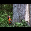 L'industrie du bois en Colombie-Britannique