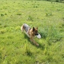 Frisbee pour chien