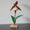 Orchjdée sabot de vénus