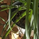 Support pour pot de plante