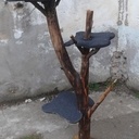 Arbre à chat.