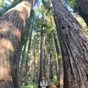 Big tree, séquoia géant de Californie