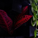 Décoration murale vivante