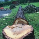 Débit d'un cèdre bleu