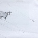 exemple esquisse chamois, penser au sens du bois