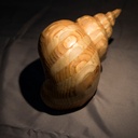 En attendant l’été, quelques coquillages.