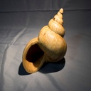 En attendant l’été, quelques coquillages.