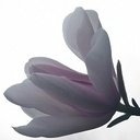 Arboretum et musée du bois