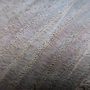 Mon bout de chataîgnier en bout