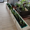 Jardinière pour semis