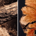 La plus belle  video  sur  un tronc  ...