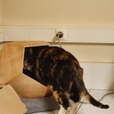 Niche dodécaèdre pour chat