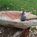 Coupe type polynésienne Umete