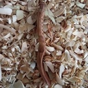 12ème cuillère de 2023 : Cuillère en bouleau cuite au four