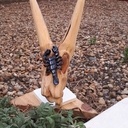 Crâne de vache et scorpion