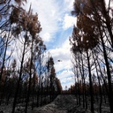 Surtout après un incendie, il est le plus souvent préférable de laisser la forêt se régénérer nature