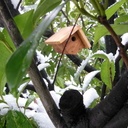 Nichoir en bois