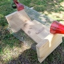 Piège frelon asiatique