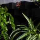 Décoration murale vivante