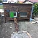 Poulailler en planches de récupération