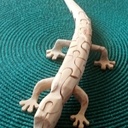 Gecko