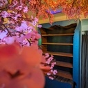 Cerisier du Japon - Chambre complète
