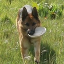 Frisbee pour chien