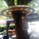 Des roues autour des arbres