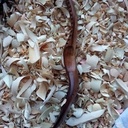 11ème cuillère de 2023 : Cuillère en bouleau cuite au four