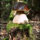 Mes Boletus