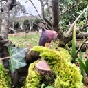 Mammifères marins voguant dans l'air du bois