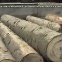 Utilisation de tronc d'arbre pour de la contrebande