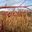 Boucles d'oreilles en poirier