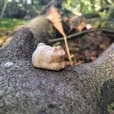 Deux petits félins en bois !