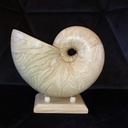 Un nautile en bois au tour