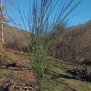 Soliflore en platane