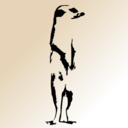 suricata