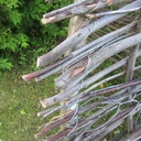 Petit projet d'été, une cabane