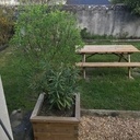 Bac pour laurier rose