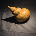 En attendant l’été, quelques coquillages.