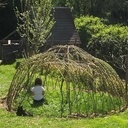 Igloo en osier vivant