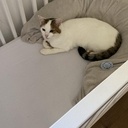 Le chat approuve ...