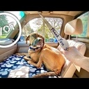 Grimachaille ou Tick Stick